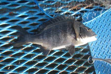 オリジナルメーカー海づり公園(市原市海づり…