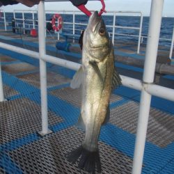 オリジナルメーカー海づり公園(市原市海づり施設) 釣果