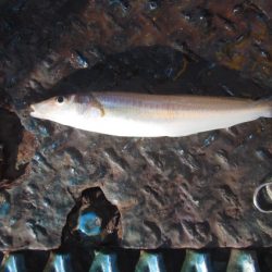 オリジナルメーカー海づり公園(市原市海づり施設) 釣果