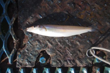 オリジナルメーカー海づり公園(市原市海づり施設) 釣果