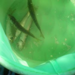 オリジナルメーカー海づり公園(市原市海づり施設) 釣果