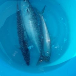 オリジナルメーカー海づり公園(市原市海づり施設) 釣果