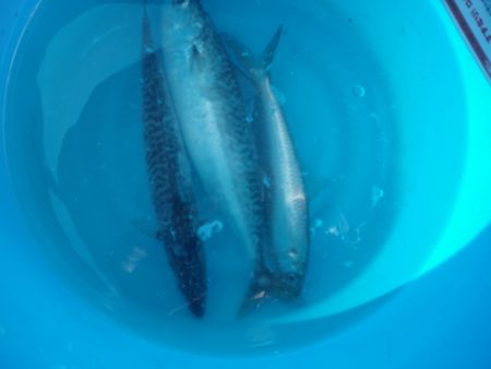 オリジナルメーカー海づり公園(市原市海づり施設) 釣果