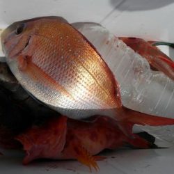 遊漁船 新鋭丸 釣果