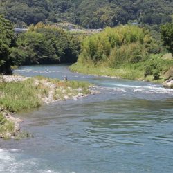狩野川(狩野川漁業協同組合) 釣果