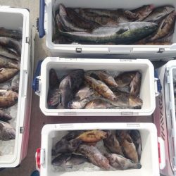 気仙沼 つり丸 釣果