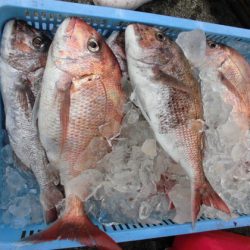 大進丸(新潟) 釣果