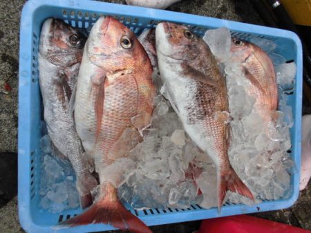 大進丸(新潟) 釣果