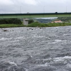 狩野川(狩野川漁業協同組合) 釣果