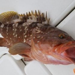 暁〜akatsuki〜 釣果