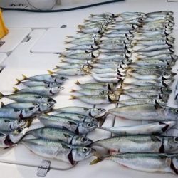 暁〜akatsuki〜 釣果