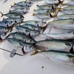 暁〜akatsuki〜 釣果