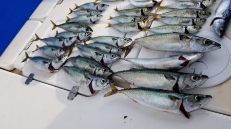 暁〜akatsuki〜 釣果