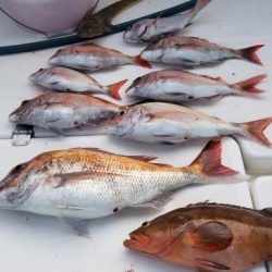 暁〜akatsuki〜 釣果