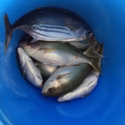 フィッシングハウス伊藤 釣果