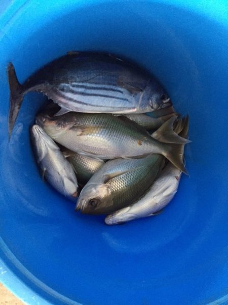 フィッシングハウス伊藤 釣果