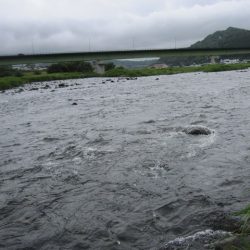 狩野川(狩野川漁業協同組合) 釣果