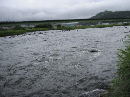 狩野川(狩野川漁業協同組合) 釣果