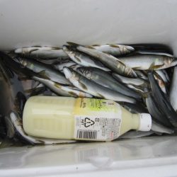 狩野川(狩野川漁業協同組合) 釣果