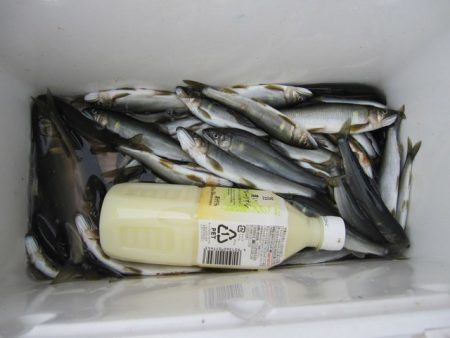 狩野川（狩野川漁業協同組合） 釣果