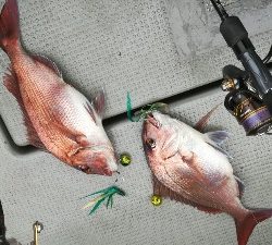 IDATEN（イダテン） 釣果