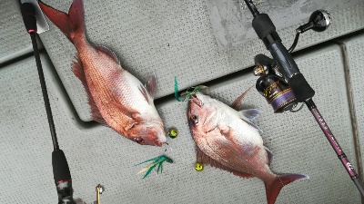 IDATEN（イダテン） 釣果