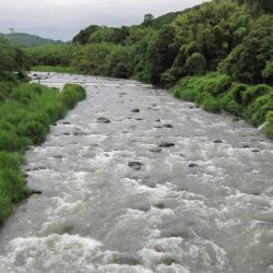 狩野川(狩野川漁業協同組合) 釣果