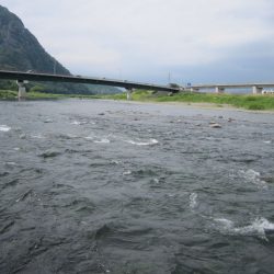 狩野川(狩野川漁業協同組合) 釣果