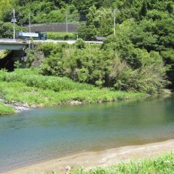 狩野川(狩野川漁業協同組合) 釣果