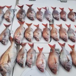 暁〜akatsuki〜 釣果