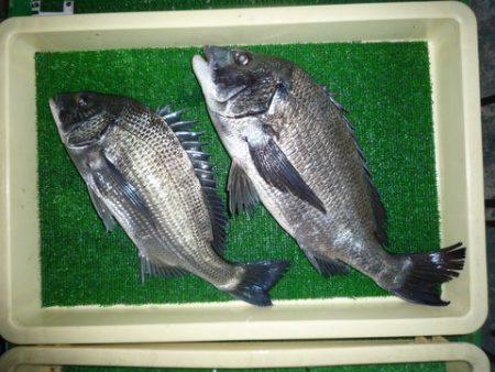 海山フィッシングセンター 釣果