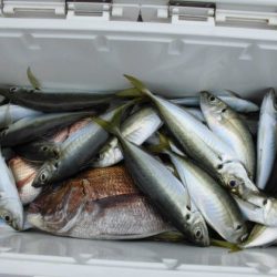 大進丸（新潟） 釣果