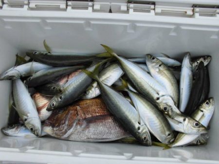 大進丸（新潟） 釣果