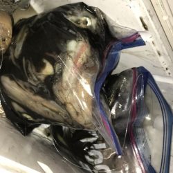 寿裕 （YOSHIHIRO） 釣果