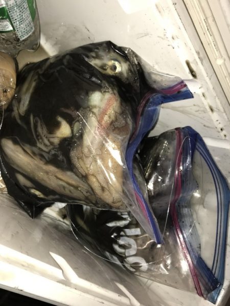 寿裕 （YOSHIHIRO） 釣果