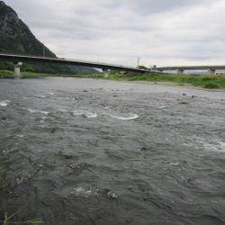 狩野川(狩野川漁業協同組合) 釣果