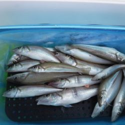 遊漁船 幸友丸 釣果