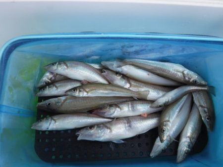 遊漁船 幸友丸 釣果