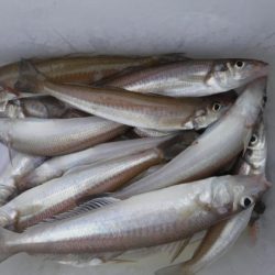 遊漁船 幸友丸 釣果