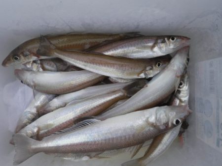 遊漁船 幸友丸 釣果