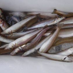 遊漁船 幸友丸 釣果