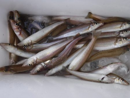 遊漁船 幸友丸 釣果