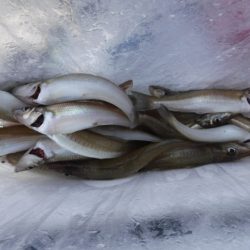 遊漁船 幸友丸 釣果