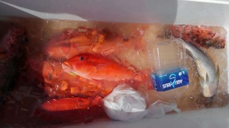 遊漁船 新鋭丸 釣果