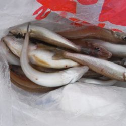 遊漁船 幸友丸 釣果