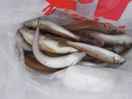 遊漁船 幸友丸 釣果