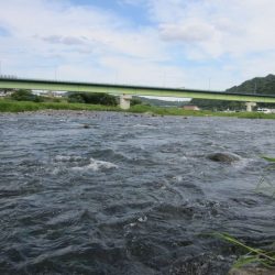 狩野川(狩野川漁業協同組合) 釣果