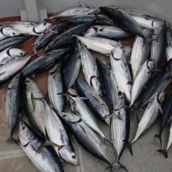 へいみつ丸 釣果