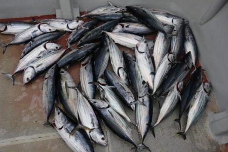 へいみつ丸 釣果