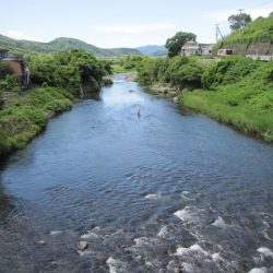 狩野川(狩野川漁業協同組合) 釣果